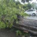 Waspadai Pohon Tumbang Saat Berkendaraan Di Jaksel