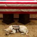 Mengenal Sully, Anjing Penjaga George H.W. Bush Hingga Akhir Hayat