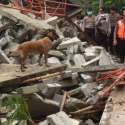 Empat Ekor Anjing Pelacak Dikerahkan Cari Korban Tsunami Di Vila Mutiara