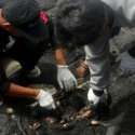 Tim Biologi UGM: Kematian Penyu di Pantai Congot Bukan Dipicu Plastik