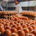 Beberapa Pekan Jelang Natal, Harga Telur Merangkak Naik