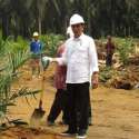 Beda SBY Dan Jokowi Mengatasi Harga Sawit Turun