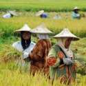 Tingkatkan Produktivitas, Kementan Garap 500 Ribu Hektare Lahan Rawa