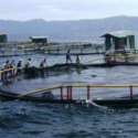 PT Aquafarm Nusantara Dan Perusahaan Perusak Danau Toba Lain Harus Angkat Kaki