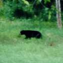 Beruang Masih Berkeliaran, Warga Takut Menyadap Karet