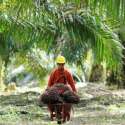 Diskriminasi Sawit Indonesia Di Uni Eropa Tidak Boleh Didiamkan