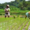 Komisi IV Dukung Kementan Desak Bulog Serap Gabah Petani