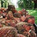 Malaysia Jajaki Kemungkinan Barter Kelapa Sawit Dengan Aset Militer