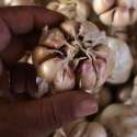 Harga Bawang Putih Bakal Stabil Di Rp 35 Ribu/Kg