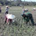 Percepat Masa Tanam, Babinsa Ledo Lakukan Pendampingan Petani