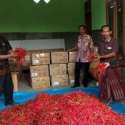 TTIC Kementan Kembalikan Semangat Petani Grabagan Produksi Cabai Lagi