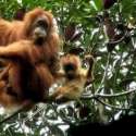 Terancam Punah, Populasi Orangutan Di Sabah Menurun 30 Persen