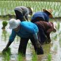 Sektor Pertanian Maju Pesat, Vietnam Bakal Butuh Jutaan SDM Terlatih