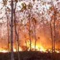 DPR: UU Lingkungan Hidup Perlu Direvisi, Terutama Izin Bakar Hutan