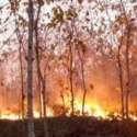 Gerindra: Kebakaran Hutan Bukti Kegagalan Pemerintah