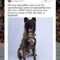 Trump Rilis Foto Anjing Pahlawan Di Balik Operasi Perburuan Pemimpin ISIS