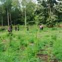 Bos Ganja Asal Aceh Yang Tewas Ternyata Punya Ladang 10 Hektare