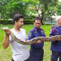 Damkar Amankan 22 Ular, Terbaru Piton Seberat 22 Kilogram