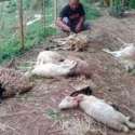 Heboh Siluman Pemakan Ternak, 21 Kambing Binasa