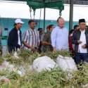 Kebutuhan Minyak Kayu Putih Untuk Industri Mencapai 3500 Ton Per Tahun