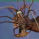 Risiko Kepunahan Lobster Masih 'Least Concern' Relatif Rendah
