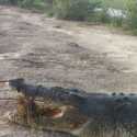 Seekor Buaya Peliharaan Lepas Dan Lukai Warga