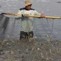 Antisipasi Dampak Banjir, KKP Siap Beri Asuransi Untuk Pembudidaya Ikan Kecil