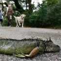 Florida Dilanda Cuaca Dingin, Banyak Iguana Jatuh Mendadak