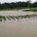 Ribuan Hektar Sawah Di Banten Terdampak Banjir