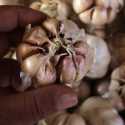 Asosiasi Hortikultura Sesalkan Penerbitan RIPH Bawang Putih Yang Lambat
