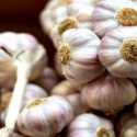 Bawang Putih Dari India Kecil-kecil, Importir Lebih Suka Dari China