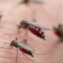 Tak Kalah Mencemaskan, Hingga Maret 40 Orang Meninggal Karena DBD Di Jawa Tengah