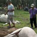 Belasan Ekor Sapi Mati, Penyebabnya Masih Misteri