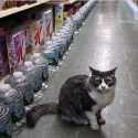 Ini Dia Kucing Pertama Di New York Yang Positif Virus Corona