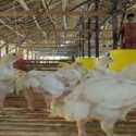 Sektor Ternak Ayam Tergerus Pandemik, Analis: Butuh Satu- Dua Tahun Pemulihan