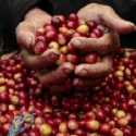 Kesulitan Jual Hasil Panen, Petani Kopi Kirim Surat Ke Pemerintah Aceh