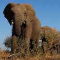 Otoritas Namibia Bunuh 10 Gajah Demi Lindungi Panen