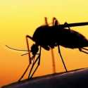 Di Tengah Pandemik Covid-19, Angola Hadapi Kasus Kematian Yang Tinggi Karena Malaria