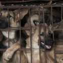 Sudah Dilarang, Festival Daging Anjing Di China Kembali Digelar