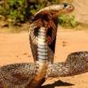 Seekor Kobra Bernama Naja Berhasil Membongkar Praktik Perdagangan Hewan Liar Di Brasil