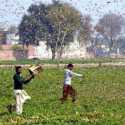 Negara-negara Ini Dalam Posisi Siaga Tinggi Hadapi Wabah Belalang, India Yang Paling Terdampak