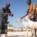 Pembatasan Jumlah Jamaah Haji Menambah Panjang Derita Pedagang Ternak Somalia