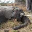 Sejumlah Gajah Zimbabwe Ditemukan Tewas Misterius, Ingatkan Peristiwa Serupa Di Botswana