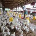 Harga Jual Anjlok, Peternak Ayam Bakal Geruduk Kementerian Pertanian