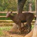Belum Cukup Umur, Rusa Sambar Di Lembah Hijau Melahirkan