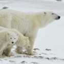 Beruang Kutub Yang Kepanasan Masuki Pemukiman Penduduk, Seorang Warga Belanda Tewas Dimangsa