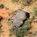 Bukan Dibunuh Oleh Pemburu Atau Penyakit Antraks, Ternyata Ini Penyebab Kematian Misterius Ratusan Gajah Di Botswana