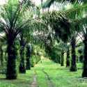Ekspansi Kebun Sawit Mengancam Ketersediaan Pangan