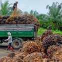 Dubes Esti: Italia Terus Berkomitmen Bantu Diplomasi Sawit Indonesia Di Uni Eropa