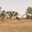 Serangan Jihadis Dan Punahnya Jerapah, Ancaman Kelangsungan Hidup Penduduk Niger